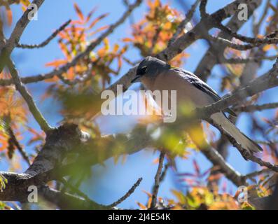 Nahaufnahme eines afrikanischen Chaffinch-Mannes (Fringilla-Koelebs) Stockfoto