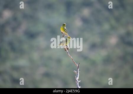 Europäischer Serin (Serinus Serinus), der auf einem toten Ast steht Stockfoto