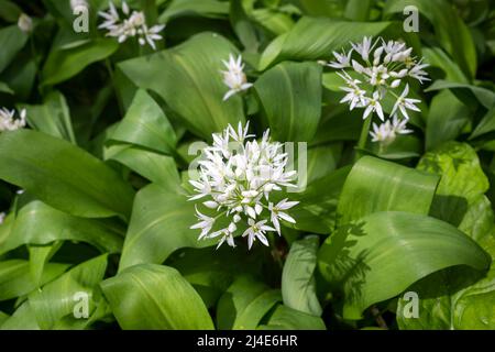 Blühender Bärlauch, Nahaufnahme. Stockfoto