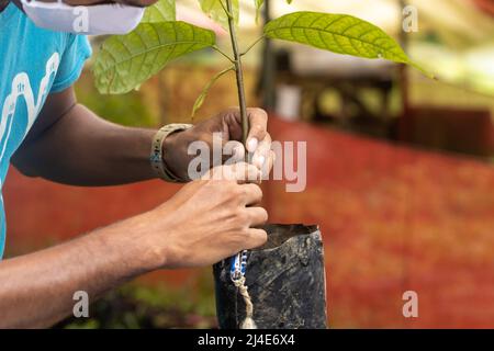 Pfropfen einer krankheitsresistenten Kakaopflanze zu einer edlen Sorte von Pfropfen auf einer Bio-Kakaoplantage Stockfoto