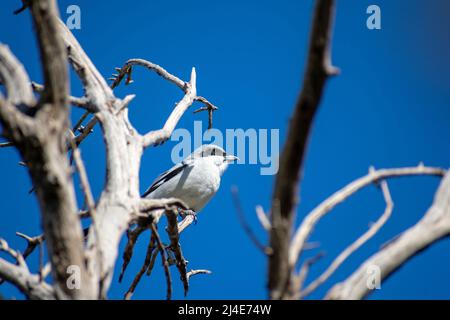 Große graue Würgechen, die auf einem toten Baum stehen Stockfoto