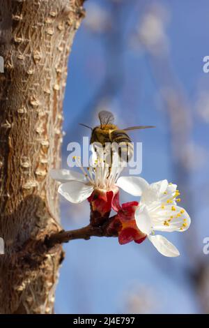 Biene auf einem Ast mit Aprikosenblüte. Selektiver Fokus Stockfoto