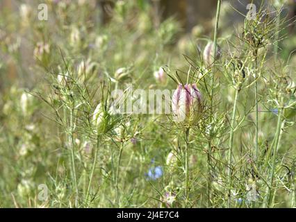 Eine Masse von auffälligen Samenköpfen oder Samenschoten aus lila und cremefarbenen Tönen von Love in a Mist, auch bekannt als Nigella oder Nigella damascena. Perfekt zum Blumenarranieren Stockfoto