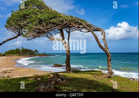 Nordküste, Pointe Allegre, Basse-Terre, Guadeloupe, kleine Antillen, Karibik. Stockfoto