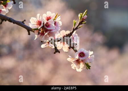 Im Frühling blüht rosa Mandelbaum, Nahaufnahme Stockfoto