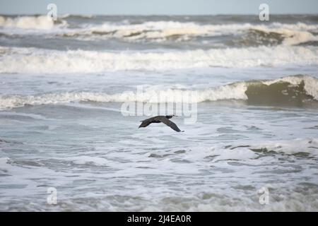 Kormoran, Phalacrocorax carbo, in erweiterter Flugposition, die tief über wütenden bedrohlichen Wellen der Meeresbrandung fliegt Stockfoto