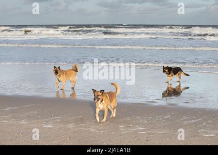 Sonnenstrand an der Nordsee mit drei Hunden, einem Deutschen Schäferhund und einem Malinois und einem Deutschen Schäferkreuz, zu Fuß in den Strand, der ausgetrocknet hat ein Stockfoto