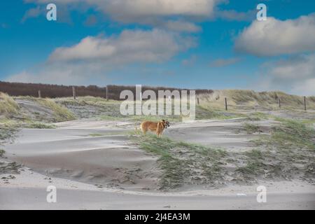 Sonnenaufgang stürmische Dünenlandschaft mit windgesprengten Sanddünen mit gebogenem Marrammgras und Malinois im warmen Licht der aufgehenden Sonne mit blauem Himmel mit Cumu Stockfoto