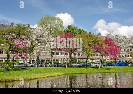 Rotterdam, Niederlande, 14. April 2022: Bunte Reihe blühender Bäume in rosa, weiß, rot und grün entlang des Statensingel-Kanals in Blijdorp-Nachbarschaft Stockfoto