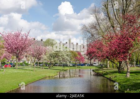 Rotterdam, Niederlande, 14. April 2022:Blick entlang des Statensingel-Kanals im Stadtteil Blijdorp mit grünen Hängen und verschiedenen Blütenarten Stockfoto