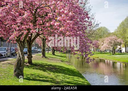 Rotterdam, Niederlande, 14. April 2022: Üppig blühende japanische Kirsche (prunus serrulata) entlang des Statensingel-Kanals in Blijdorp-Nachbarschaft Stockfoto