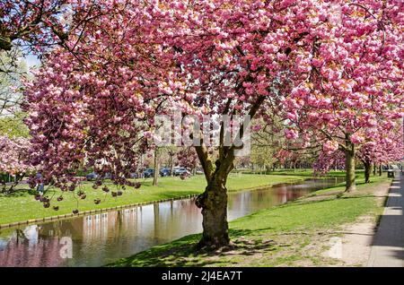 Rotterdam, Niederlande, 14. April 2022: Japanischer Kirschbaum mit einer Fülle von rosa Blüten entlang des Statensingel-Kanals im Blijdorp-Viertel Stockfoto