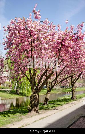 Rotterdam, Niederlande, 14. April 2022: Drei japanische Kirschbäume (prunus serrulata) an einem sonnigen Frühlingstag entlang des Statensingel-Kanals in Blijdo Stockfoto