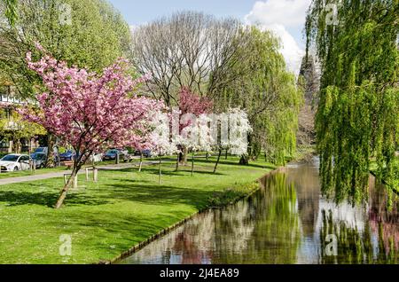 Rotterdam, Niederlande, 14. April 2022: Blick entlang des Statensingel-Kanals im Stadtteil Blijdorp mit unterschiedlich blühenden Bäumen Stockfoto