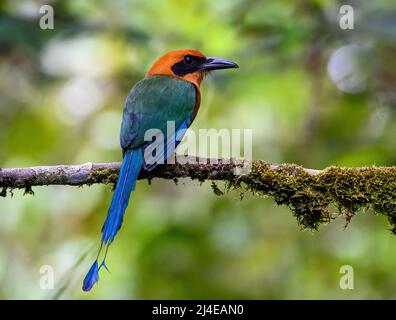 Ein Breitschnabelmotmot (Electron platyrhynchum), der auf einem Ast thront. Kolumbien, Südamerika. Stockfoto