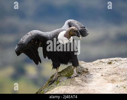 Ein majestätischer wilder Andenkondor (Vultur gryphus), der auf einem Felsvorsprung in den hohen Anden steht. Kolumbien, Südamerika. Stockfoto