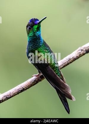 Ein männlicher, violett-frontierter Brilliant-Kolibri (Heliodoxa leadbeateri), der auf einem Ast thront. Kolumbien, Südamerika. Stockfoto