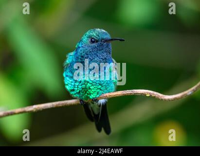 Ein leuchtend-grüner Kolibri (Chrysuronia goudoti), der auf einem Ast thront. Kolumbien, Südamerika. Stockfoto