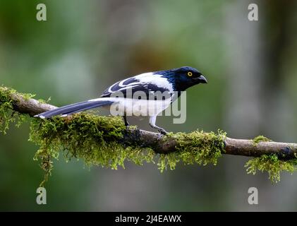 Ein Magpie-Tanager (Cissopis leverianus), der auf einem Ast thront. Kolumbien, Südamerika. Stockfoto