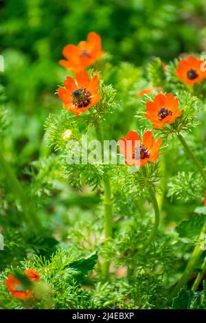 Das Auge des Phasans (Art Adonis annua) blüht Stockfoto