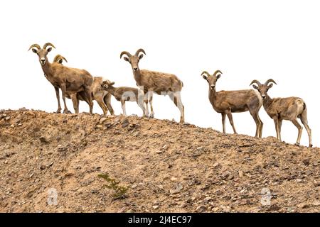 Dickhornschafe, Ovis canadensis nelsoni, in der Mojave-Wüste Stockfoto