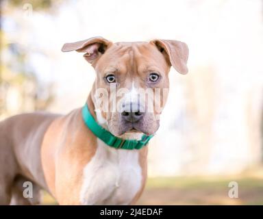 Ein kalter und weißer Pit Bull Terrier Mischlingshund mit Floppy-Ohren, der einen grünen Kragen trägt Stockfoto