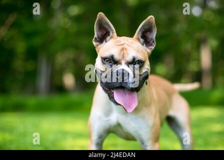 Ein glücklicher französischer Bulldog Mischlingshund keuchend Stockfoto