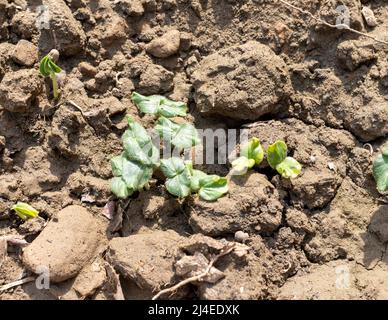 Okra-Samen keimten auf dem Feld Stockfoto