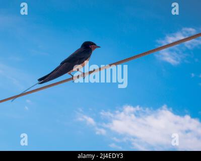 Schlucken Sie auf einem Draht. Blauer Himmel mit Wolken. Stockfoto