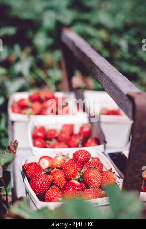 Frisch gepflückte Bio-Erdbeeren im Holzbehälter an einem Sommertag Stockfoto