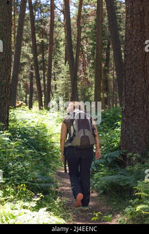Die blonde, lockige Frau, die auf dem Rücken mit einem Rucksack auf dem Rücken unterwegs ist, läuft auf dem Kiefernwald entlang, der von Farnen und pi umgeben ist Stockfoto
