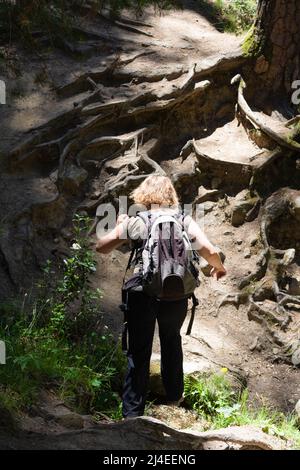 Die blonde, lockige Frau, die auf dem Rücken läuft, mit einem Rucksack auf dem Rücken, geht den hohen Pinienwald-Pfad mit Wurzeln und Steinen entlang Stockfoto