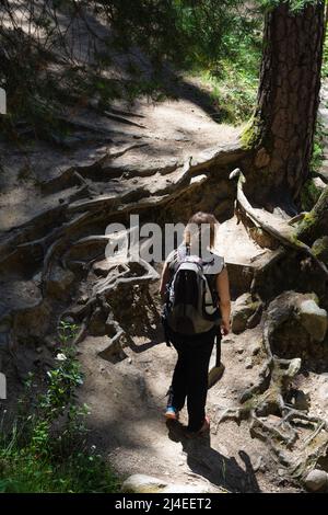 Die blonde, lockige Frau, die mit einem Rucksack auf dem Rücken auf einem hohen Bergpfad voller Wurzeln und Steine unterwegs ist, blickt auf den Stamm einer Kiefer Stockfoto