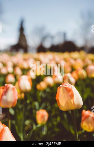 Wunderschöne, frische Tulpen beim Tulpenzeitfestival Holland, Michigan, im späten Frühjahr Stockfoto