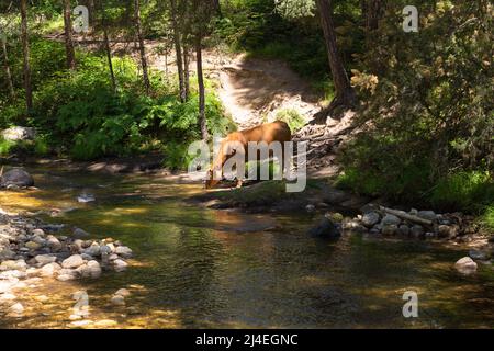 Braune Kuh, die am Ufer eines hohen Gebirgsflusses trinkt, mit einem Pfad hinter ihr und einer furt über den Fluss in der Nähe. Stockfoto