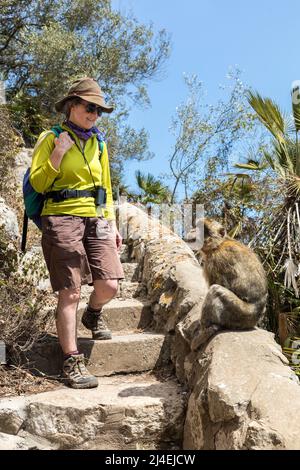 Barbaren Makaken und Touristen Wanderer in der Mittelmeer-Treppe, Gibraltar Stockfoto