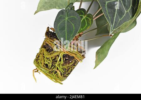 Dicke Wurzeln im Boden, geformt wie ein Topf mit Anthurium-Zimmerpflanze auf weißem Grund Stockfoto