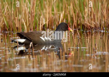 Common Moorhen, Gallinula chloropus, an einem Teich in der Nähe von Helensburgh, Argyll, Schottland, Großbritannien Stockfoto