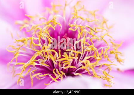 Nahaufnahme oder Makro der schönen rosa Pfingstrose Blume. Stockfoto