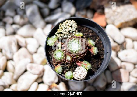 Sempervivum arachnoideum cactus suculenta, Gartenarbeit und Garten Hobbys. Sempervivum arachnoideum Verbreitung. Stockfoto