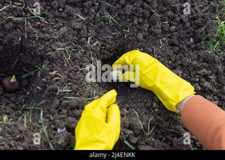 Pflanzen von Blumenzwiebeln. Die Hände mit Handschuhen für Frauen halten eine Tulpenbirne über einem geformten Pflanzloch. Stockfoto