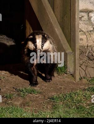 Europäischer Dachs, Meles meles. Eine Dachsfamilie, cete, hat ein Nest, sett, in einer verlassenen Scheune in Wensleydale, Yorkshire Dales National Park. Stockfoto