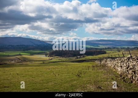 Blick auf Wensleydale vom Castle Bolton, Yorkshire Dales National Park. Im Frühjahr umschließen ikonische Trockenmauern die Weiden von Schafen. Stockfoto