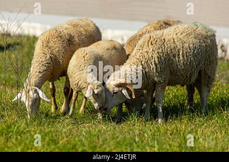 Mutter Schafe und Lamm riechen sich in der Türkei Stockfoto