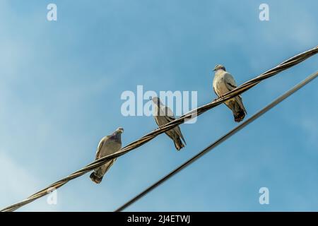3 Tauben auf elektrischen Drähten Stockfoto