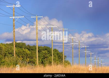 Reihen von Holzmasten in Alberta, Kanada. Ein Versorgungsmast, der abwechselnd als Leistungsmast, Telefonmast, Telegrafenmast oder Telegrafenmast bezeichnet wird Stockfoto