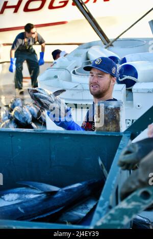 Riesiger Thunfisch oder kalifornischer Yellowtail-Fisch, der von einem Charter-Fischerboot in Fisherman's Landing, San Diego, Kalifornien, USA, entladen wird Stockfoto