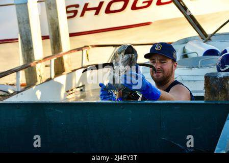 Riesiger Thunfisch oder kalifornischer Yellowtail-Fisch, der von einem Charter-Fischerboot in Fisherman's Landing, San Diego, Kalifornien, USA, entladen wird Stockfoto