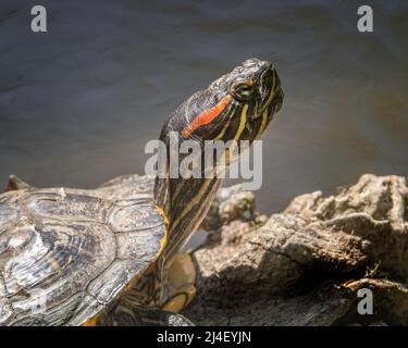 Rotohrschildkröte (Trachemys scripta elegans) sonnt sich am Ufer eines Teiches im Franklin Canyon in Beverly Hills, CA. Stockfoto