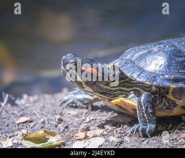 Rotohrschildkröte (Trachemys scripta elegans) sonnt sich am Ufer eines Teiches im Franklin Canyon in Beverly Hills, CA. Stockfoto